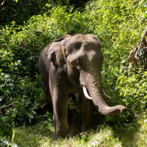 elephant feeding