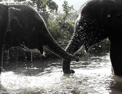 Southern Thailand Elephant Foundation, about us