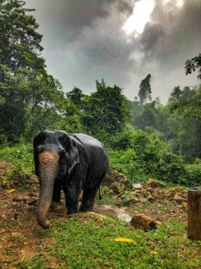 elephant veterinary centre