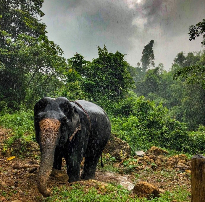 elephant veterinary centre