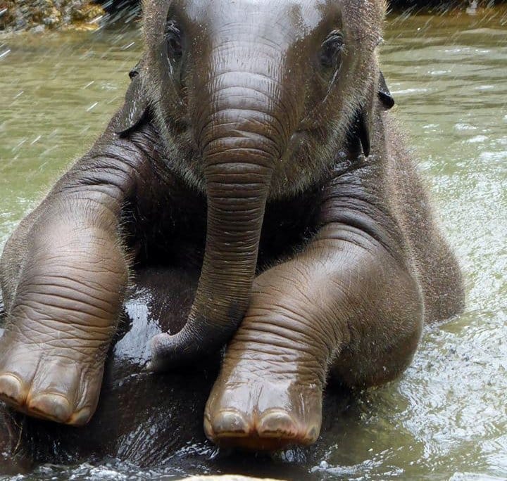 elephant veterinary centre