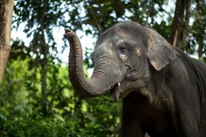 Thailand Elephants