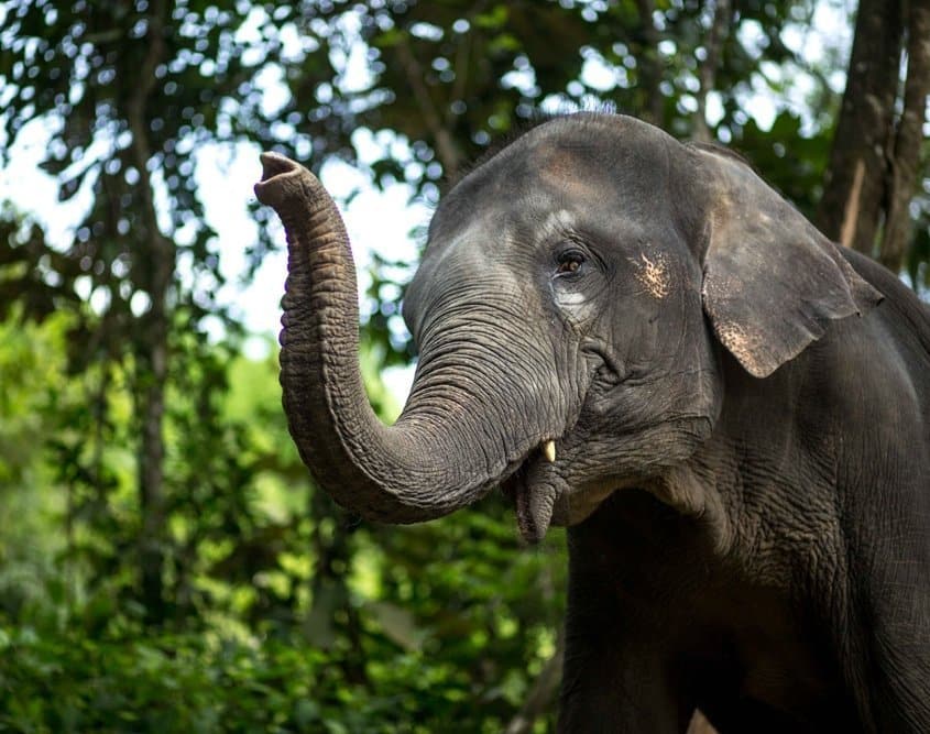 Thailand Elephants