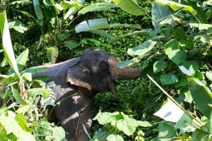 suction eating by elephants