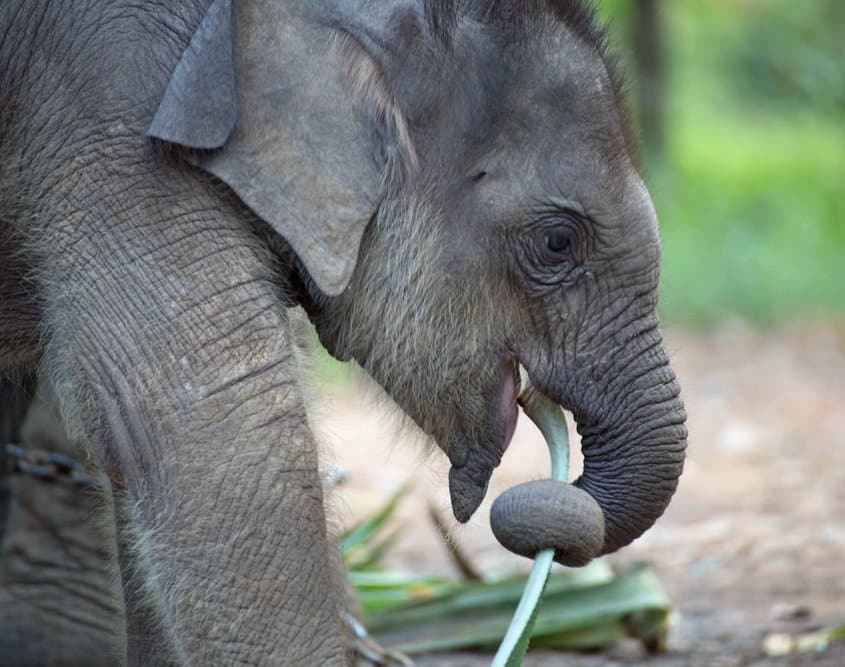 Starving elephants Thailand