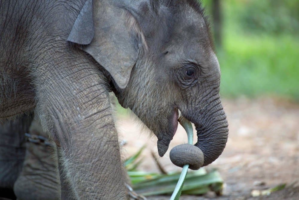 Starving elephants Thailand