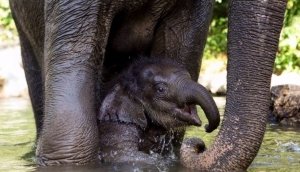 elephant welfare