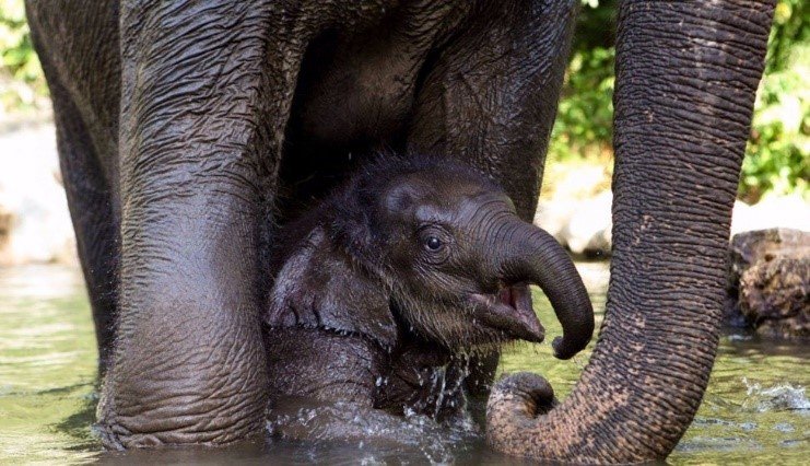elephant welfare
