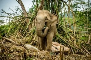 Starving elephants in Thailand