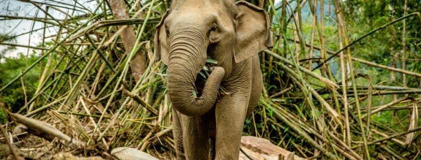 Starving elephants in Thailand