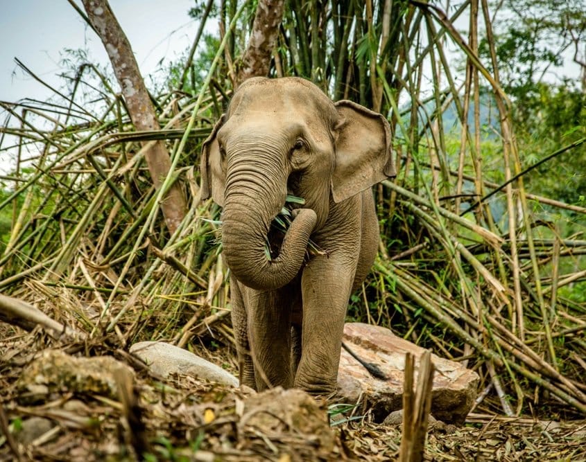 Starving elephants in Thailand