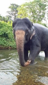 elephant veterinary centre