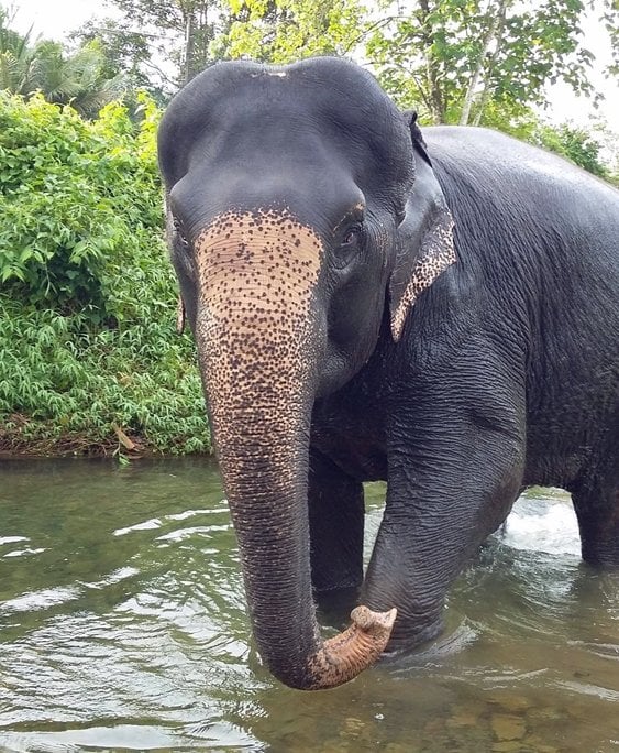 elephant veterinary centre