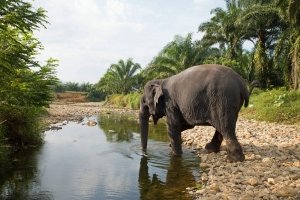 water for elephants
