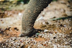 Trunk Talk