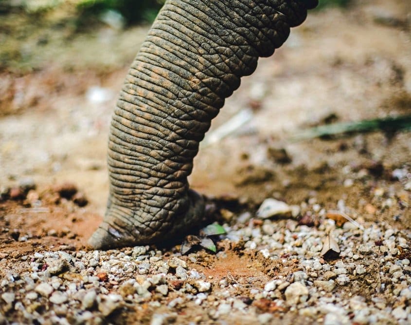 Trunk Talk