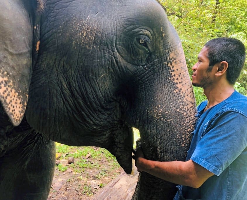 Elephant care