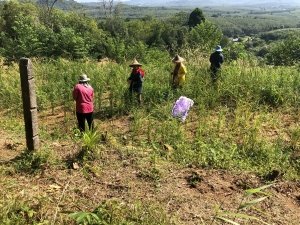 rice picking at Ban Ton Sae