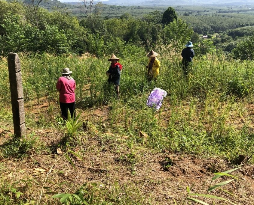 rice picking at Ban Ton Sae
