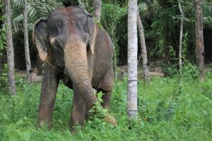 suction eating by elephants