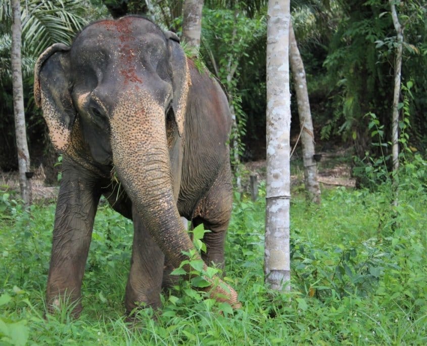 suction eating by elephants