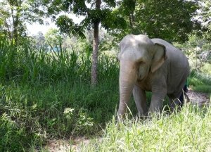 hungry elephants