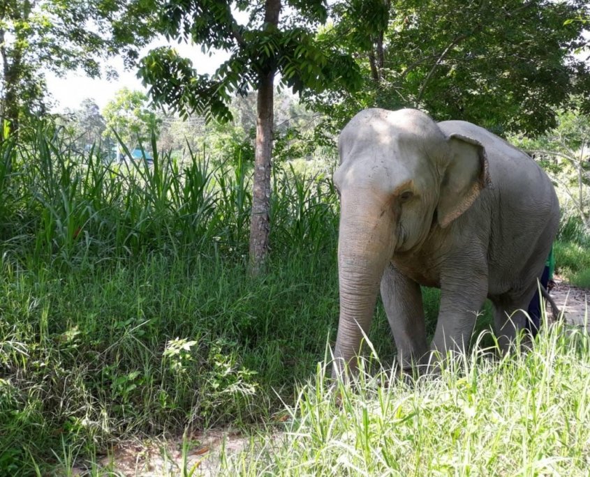 hungry elephants