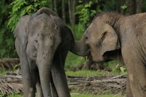 feed the starving elephants