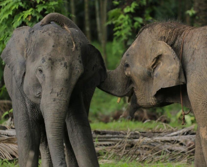 feed the starving elephants