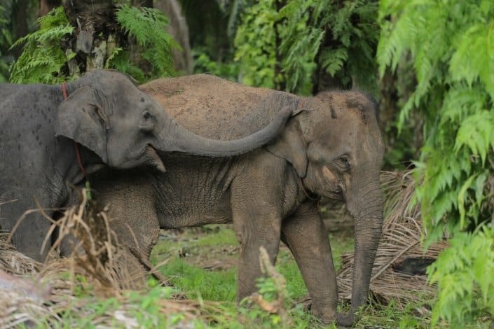 elephant empathy