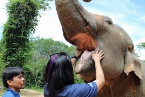 elephant veterinary centre