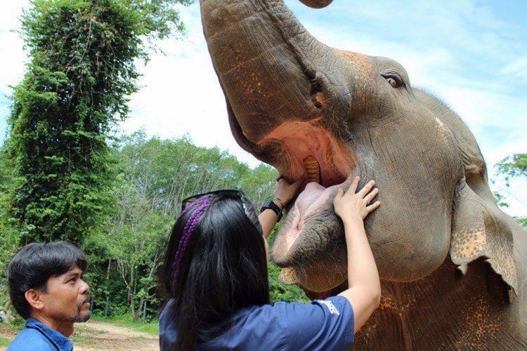 elephant veterinary centre