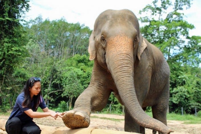 elephant care and safety