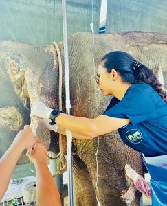 elephant veterinary centre