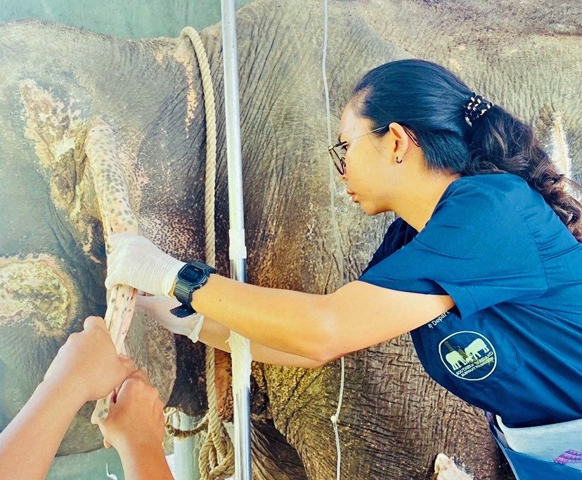 elephant veterinary centre