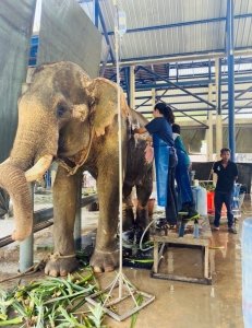 elephant veterinary centre