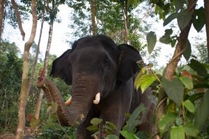 elephants and the Romans