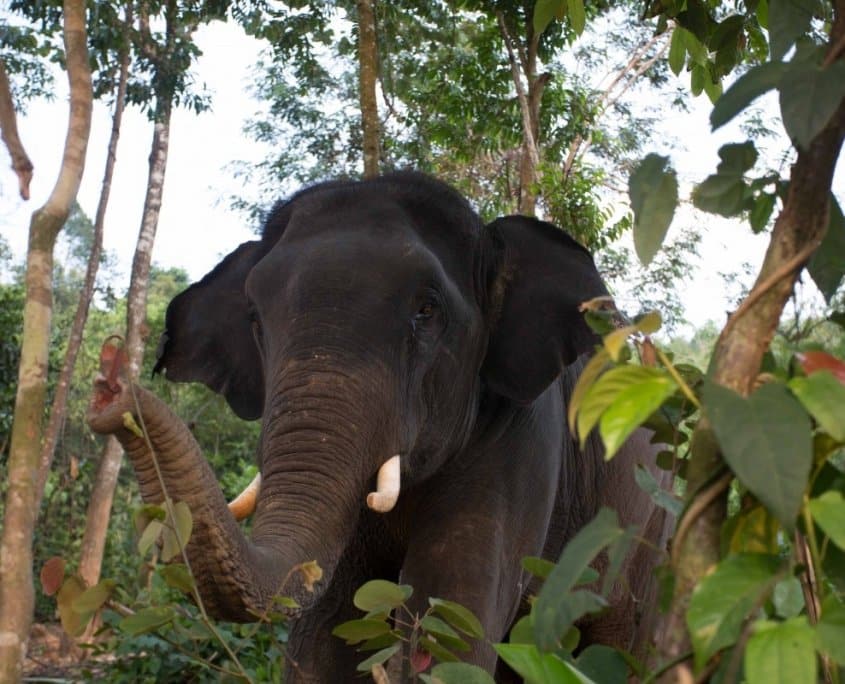 elephants and the Romans