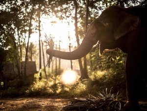 elephants in religion