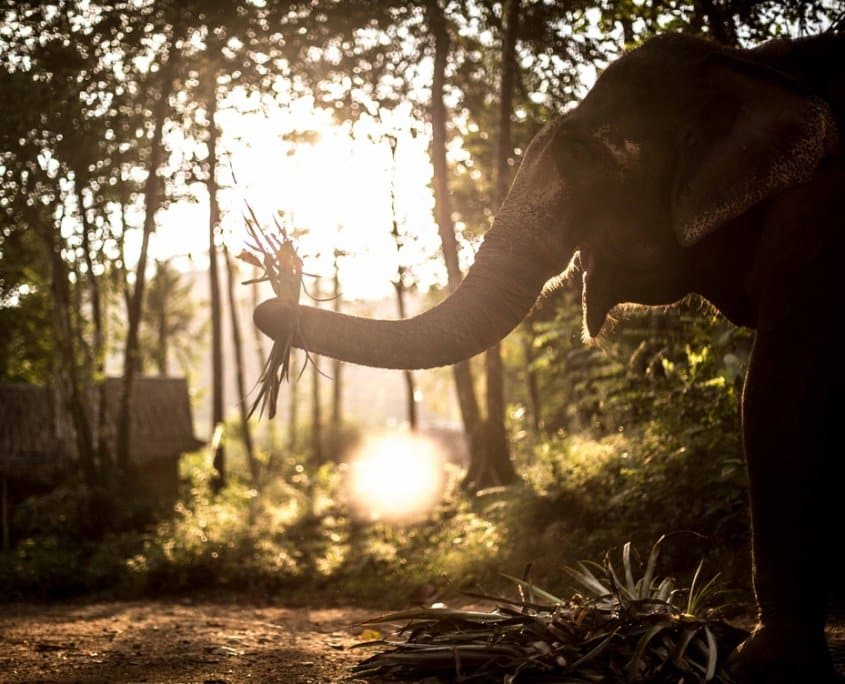 elephants in religion