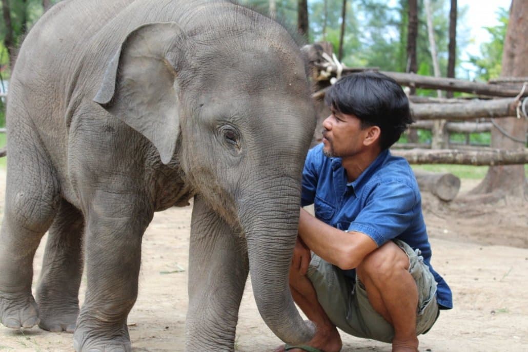 Caring for Elephants