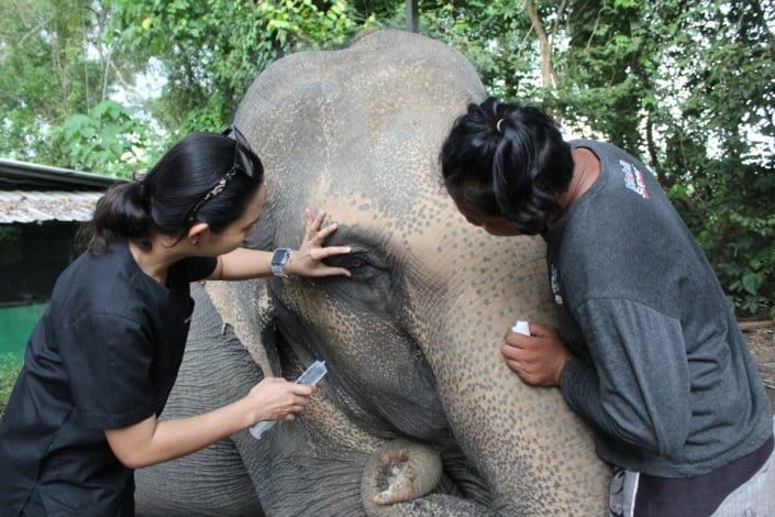 elephant care and safety