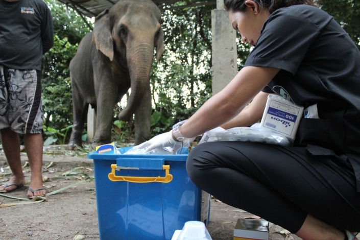 elephant veterinary centre