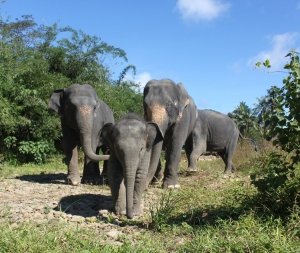 elephant welfare