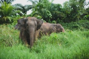 elephants