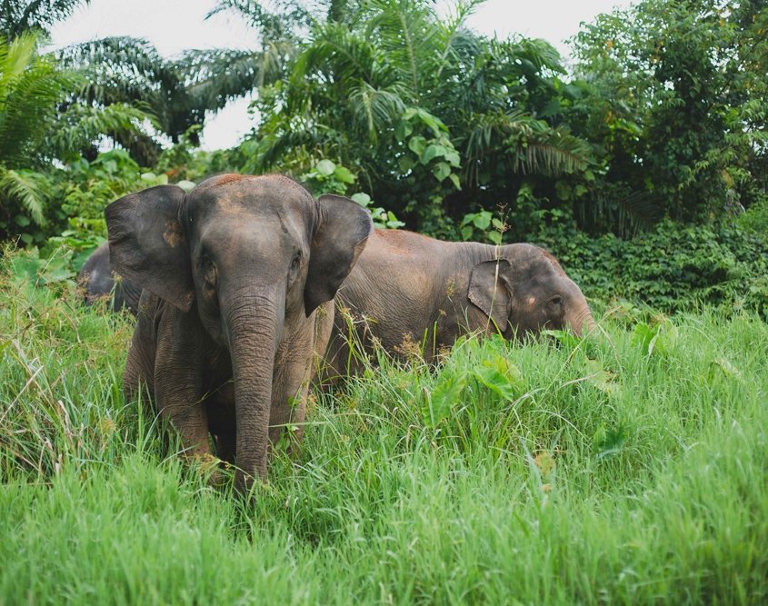 elephants