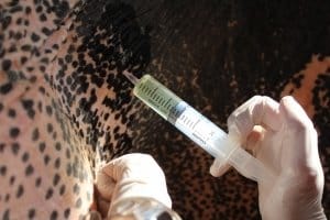 elephant lice