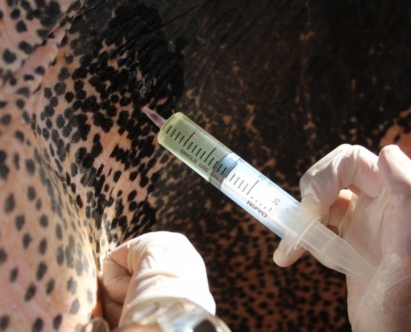 elephant lice