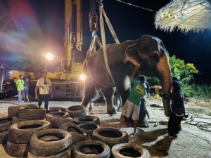 elephant vet