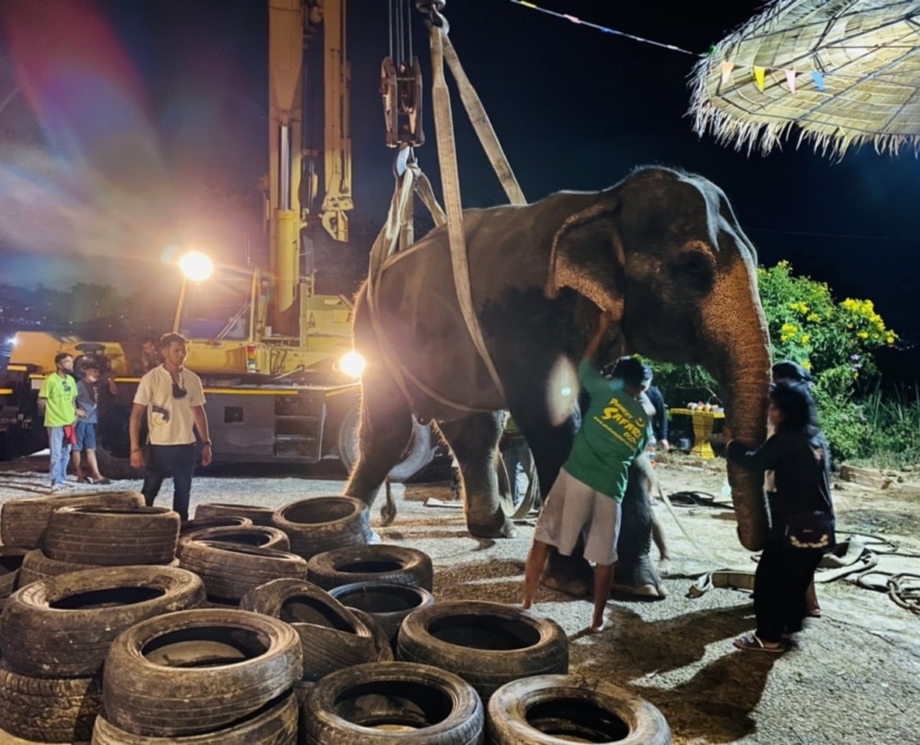 elephant vet